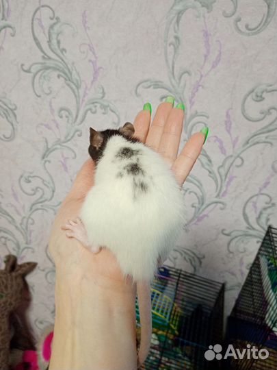 Крыски дамбо