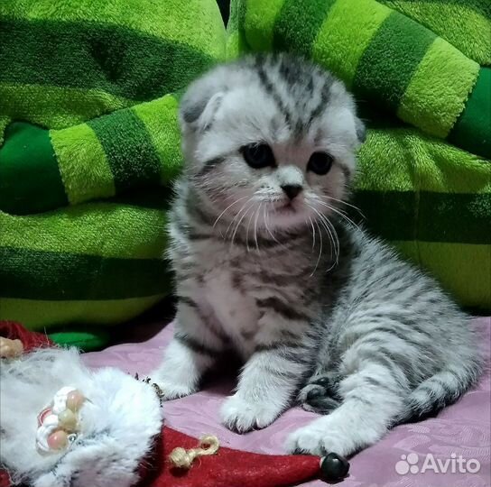 Шотландские вислоухие котята