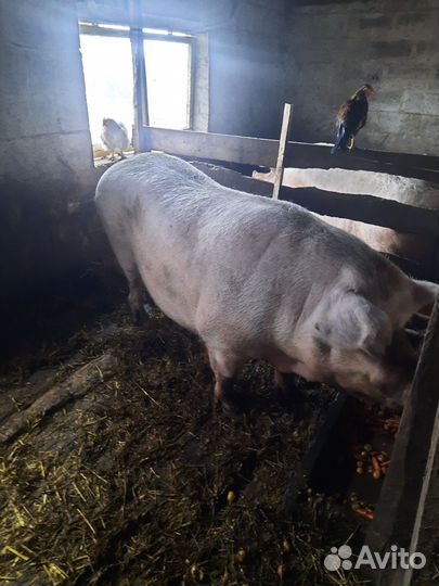 Свиноматки