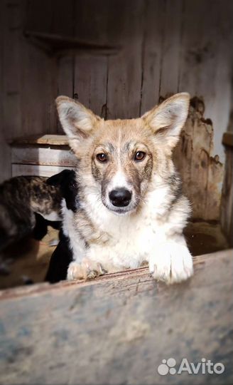 Собака в добрые руки