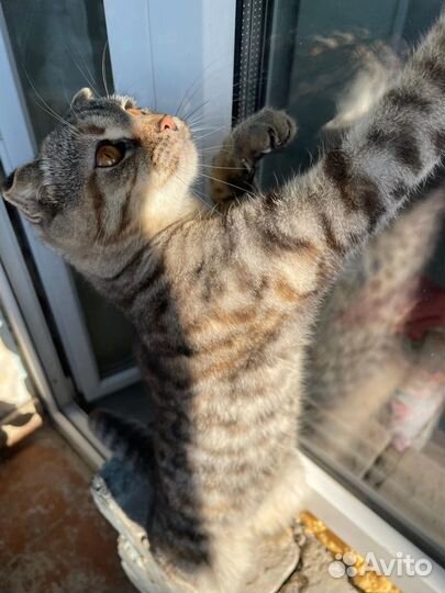 Кошка в дар бесплатно