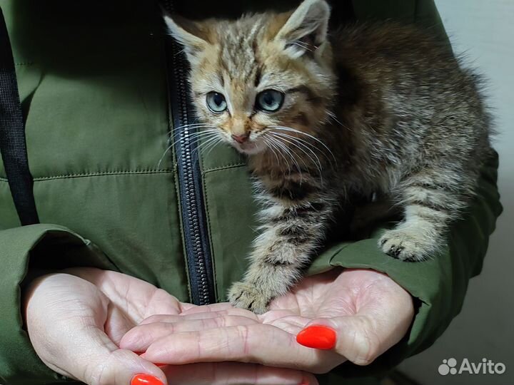 Котёночек в добрые ручки