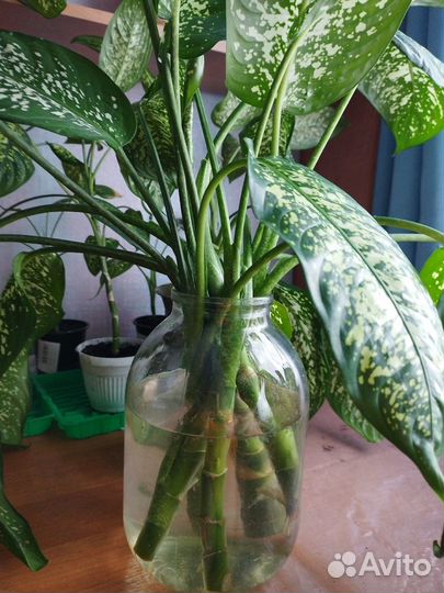 Продать диффенбахию