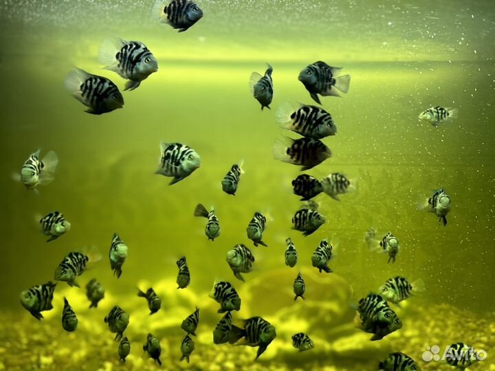 Сапфировый попугай