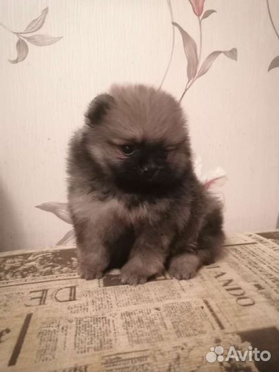 Щенки шпица мини