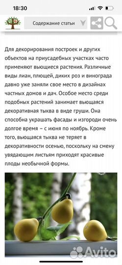 Семена декоративной тыквы