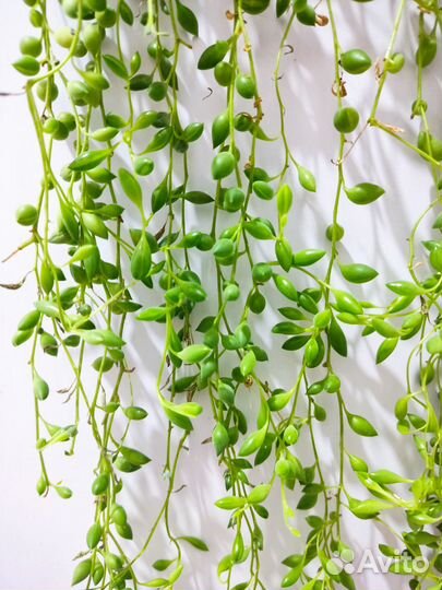 Крестовник роули, крестовник Геррейна