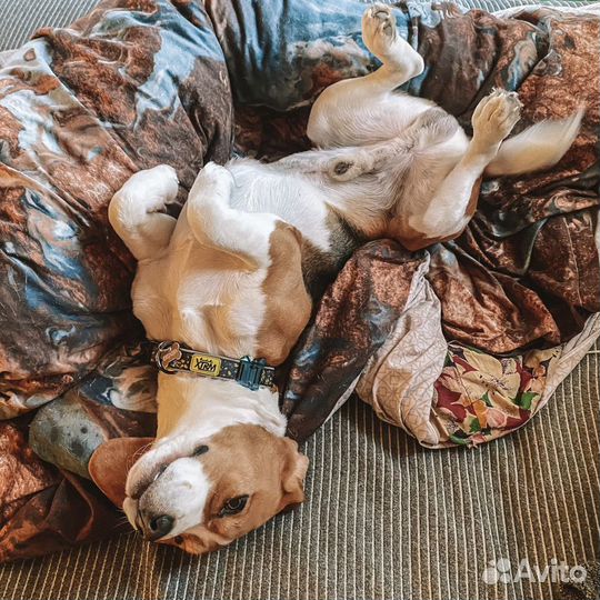 Бигль вязка