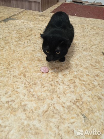 Одам кота в добрые руки