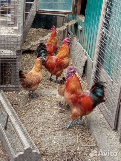 Бегунки,Лакеданзи,Маран, Амераукана