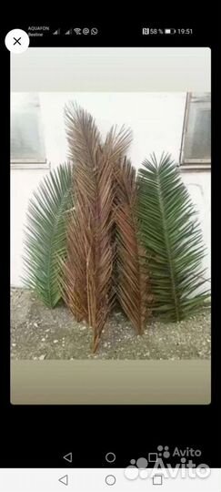 Листья пальмы Финиковая