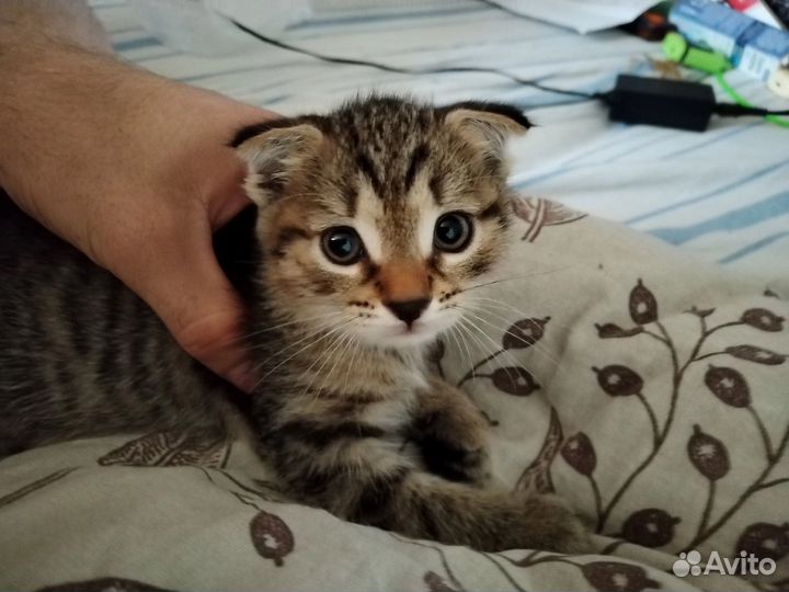 Вислоухие котята