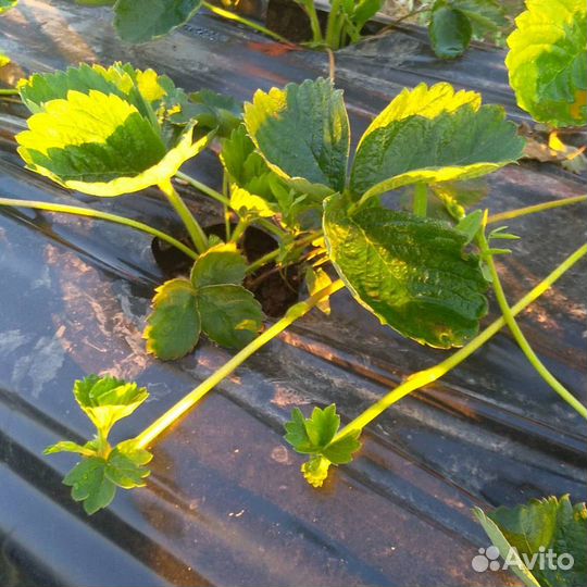 Саженцы клубники оптом