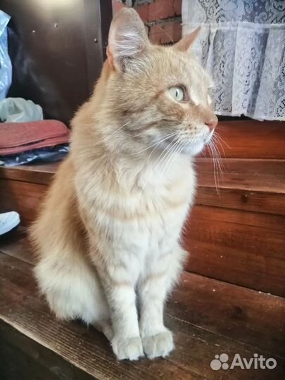 Надо найти дом коту и кошке Подробнее в описании