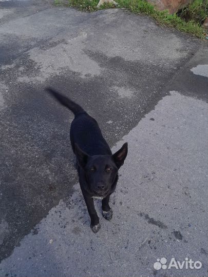 Собака в добрые руки