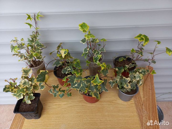 Плющ вечнозеленый садовый морозостойкий