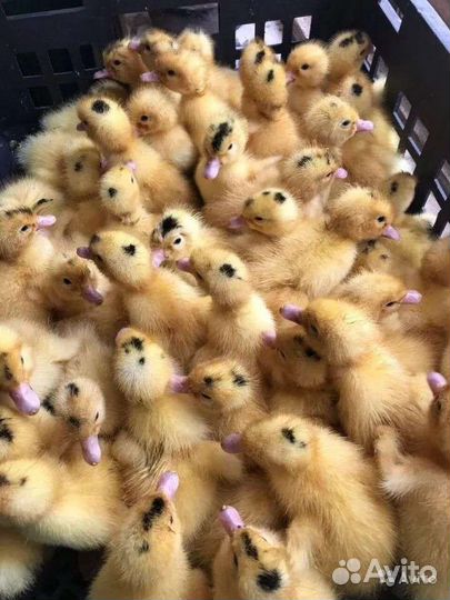 Мулард Бройлер Гусята