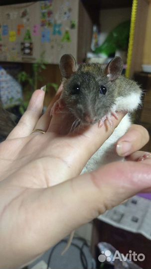 Крысята с клеткой