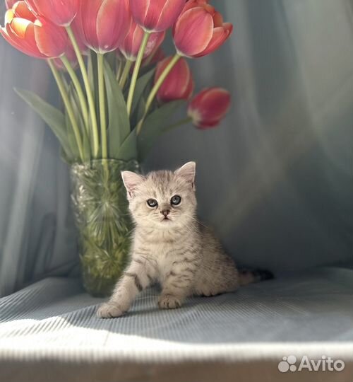 Котята с документами