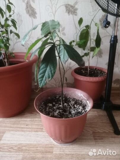 Авокадо дерево