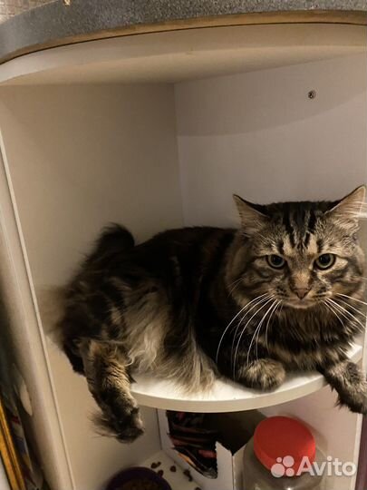 Курильский бобтейл вязка