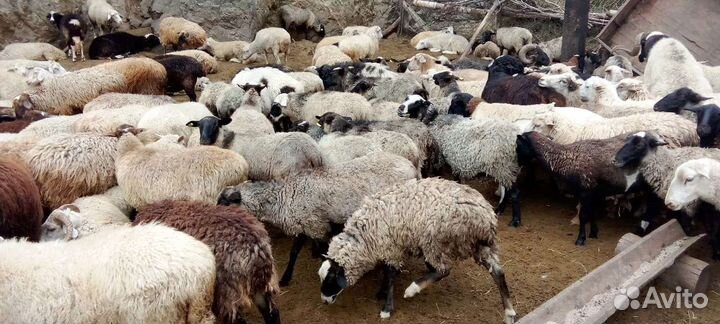 Овцематки романовской породы