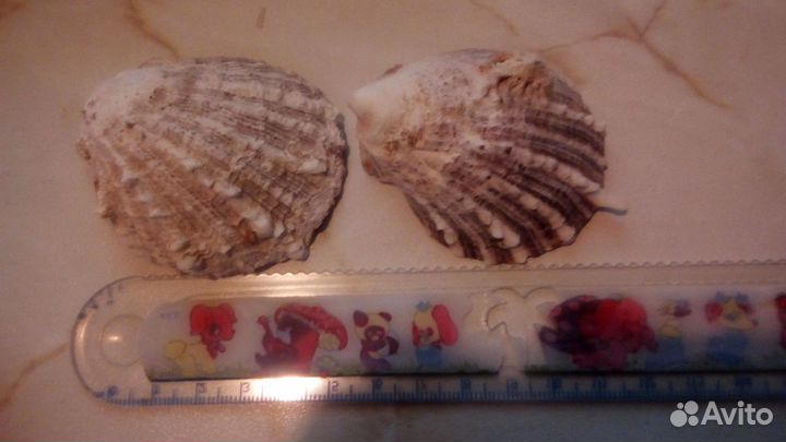 Раковина морская Ракушки для аквариума, кораллы, р