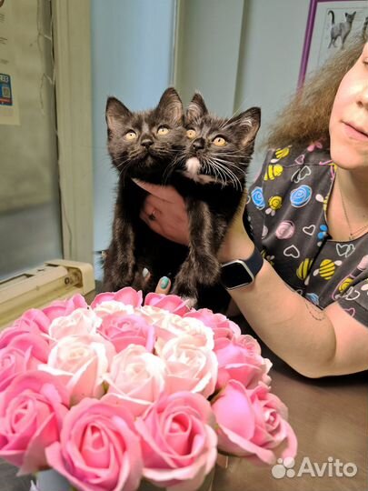 Котята в добрые руки