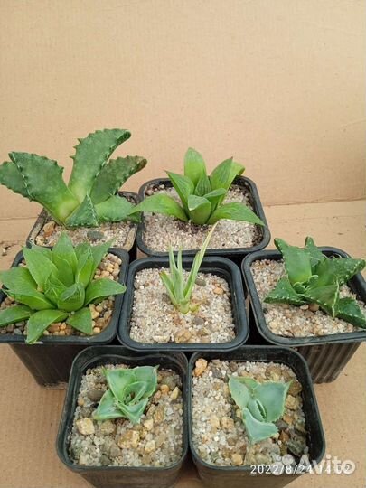 Монадениум