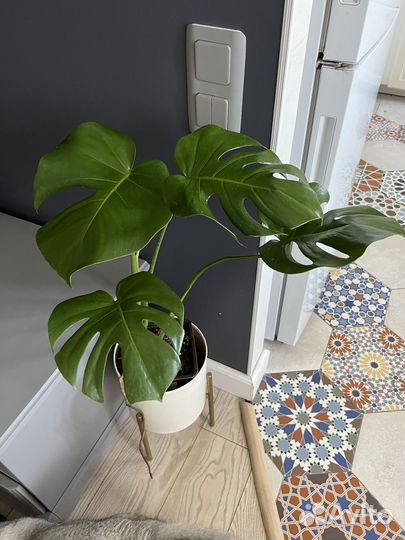 Монстера делициоза