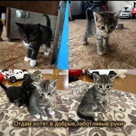 Котята в добрые руки