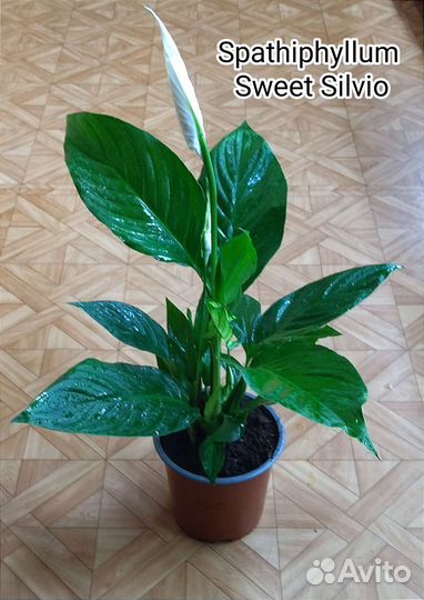 Спатифиллум Свит Сильвио/ Sweet Silvio