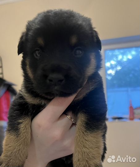 Щенки в добрые руки