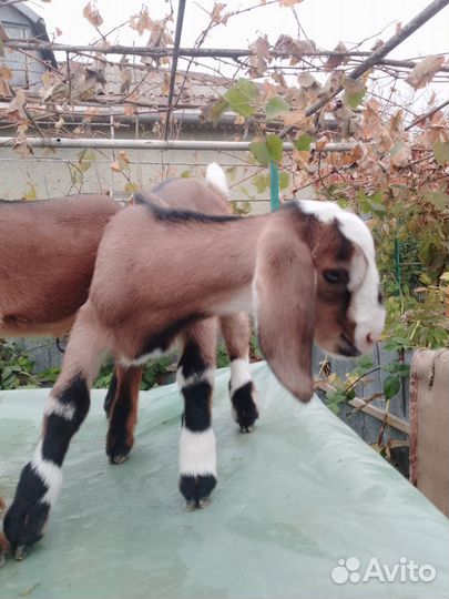 Англо нубийские козлята