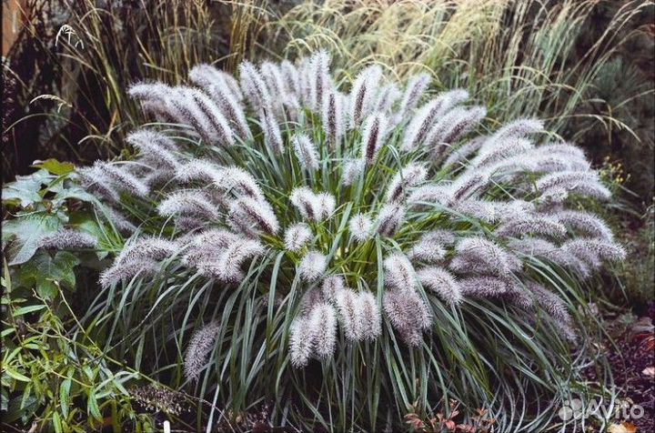 Злаки Маудри, Ред Хет, Компрессум, Литтл Банни
