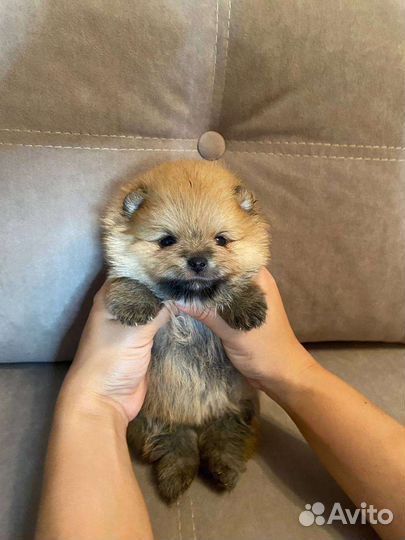 Померанский шпиц мини