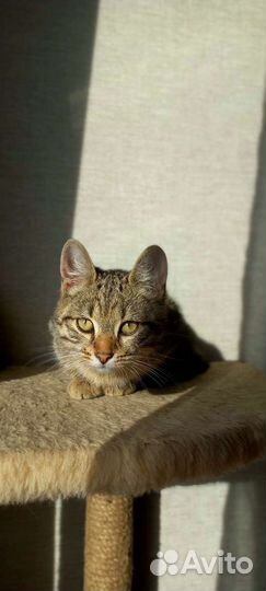 Кот, котёнок Тигруля