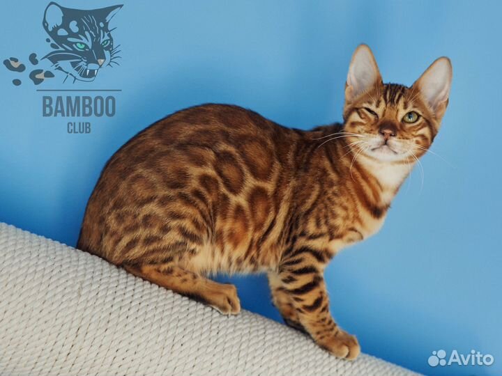 Бенгальская кошечка