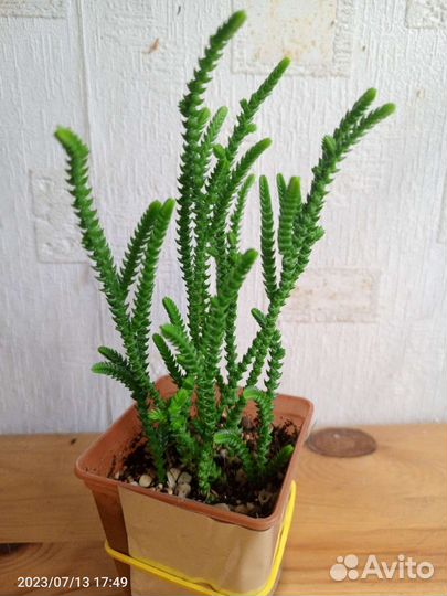 Крассула минор, плауновидная