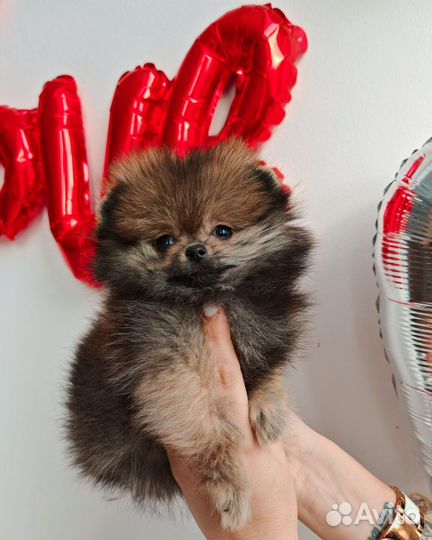 Мини девочка Шпиц