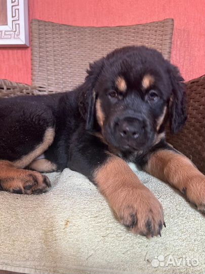 Девчонки Хотошо, Адыгея