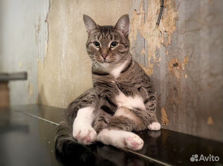 Анфиса терпеливым людям