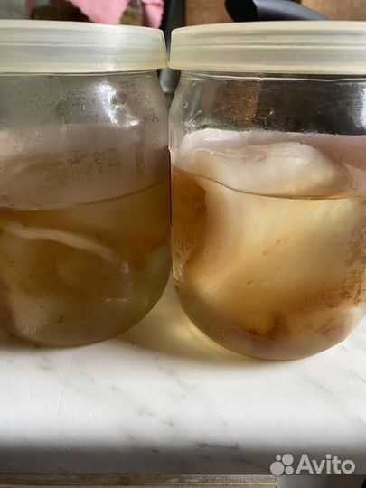 Чайный гриб комбуча,тибетский молочный гриб