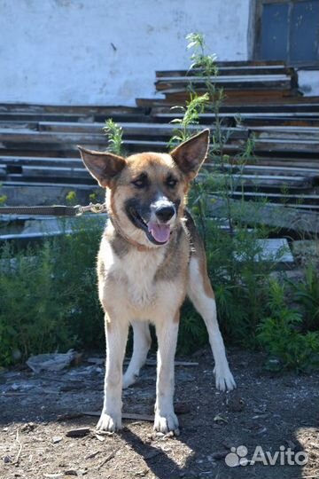 Петуния ищет дом