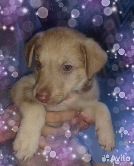 Щеночек -счастье