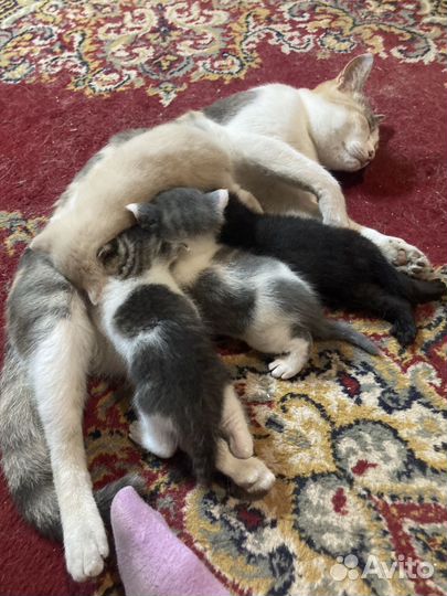 Котята в добрые руки
