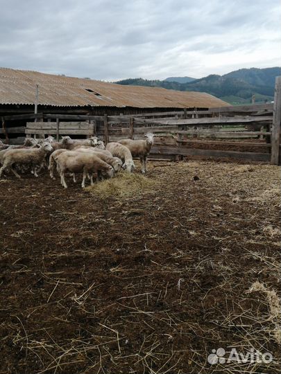 Овцы бараны