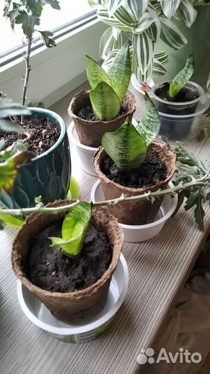 Сансевиерия Ханни (детки)