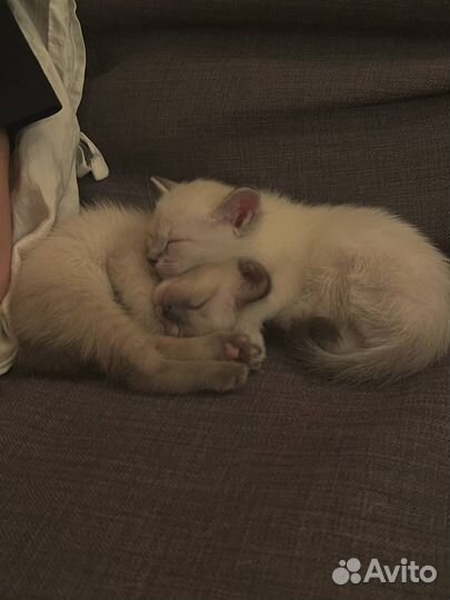 Тайские котята