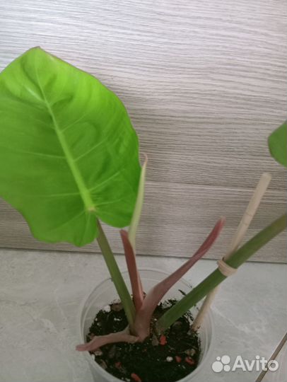 Филодендрон Пин Тонг